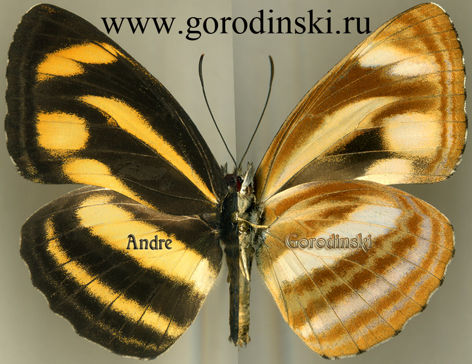 http://www.gorodinski.ru/nymphalidae/neptis zaida bhutanica.jpg